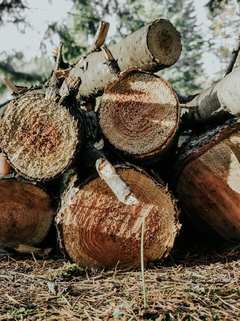 a pile of cut down trees in the woods