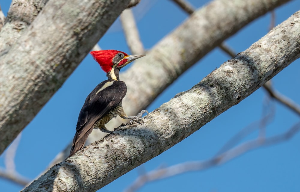 un pájaro con una cabeza roja sentado en la rama de un árbol