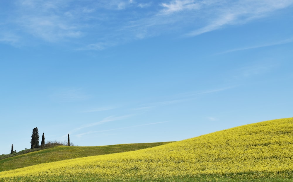 a field of yellow flowers and trees under a blue sky