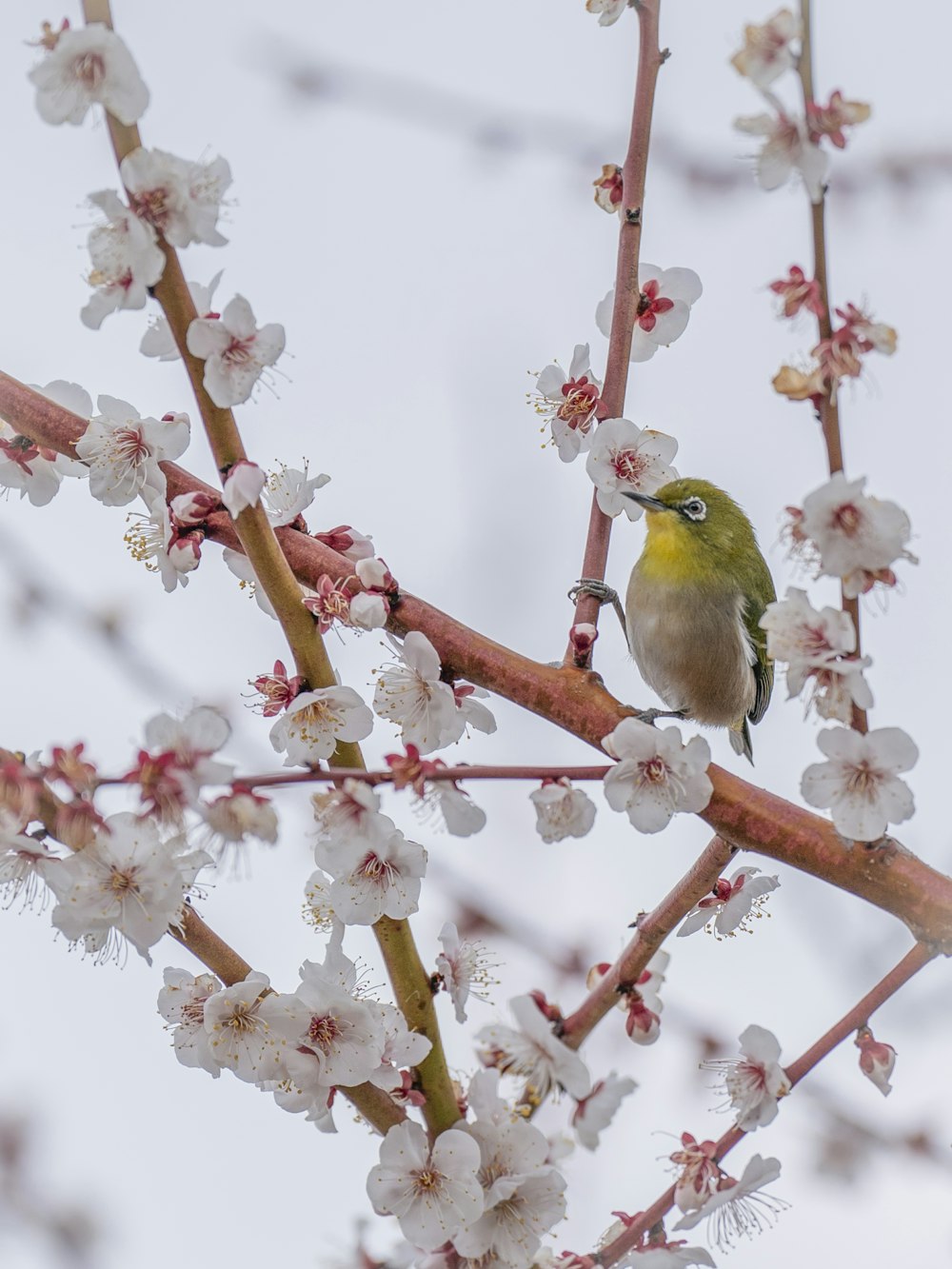 a small bird sitting on a branch of a tree