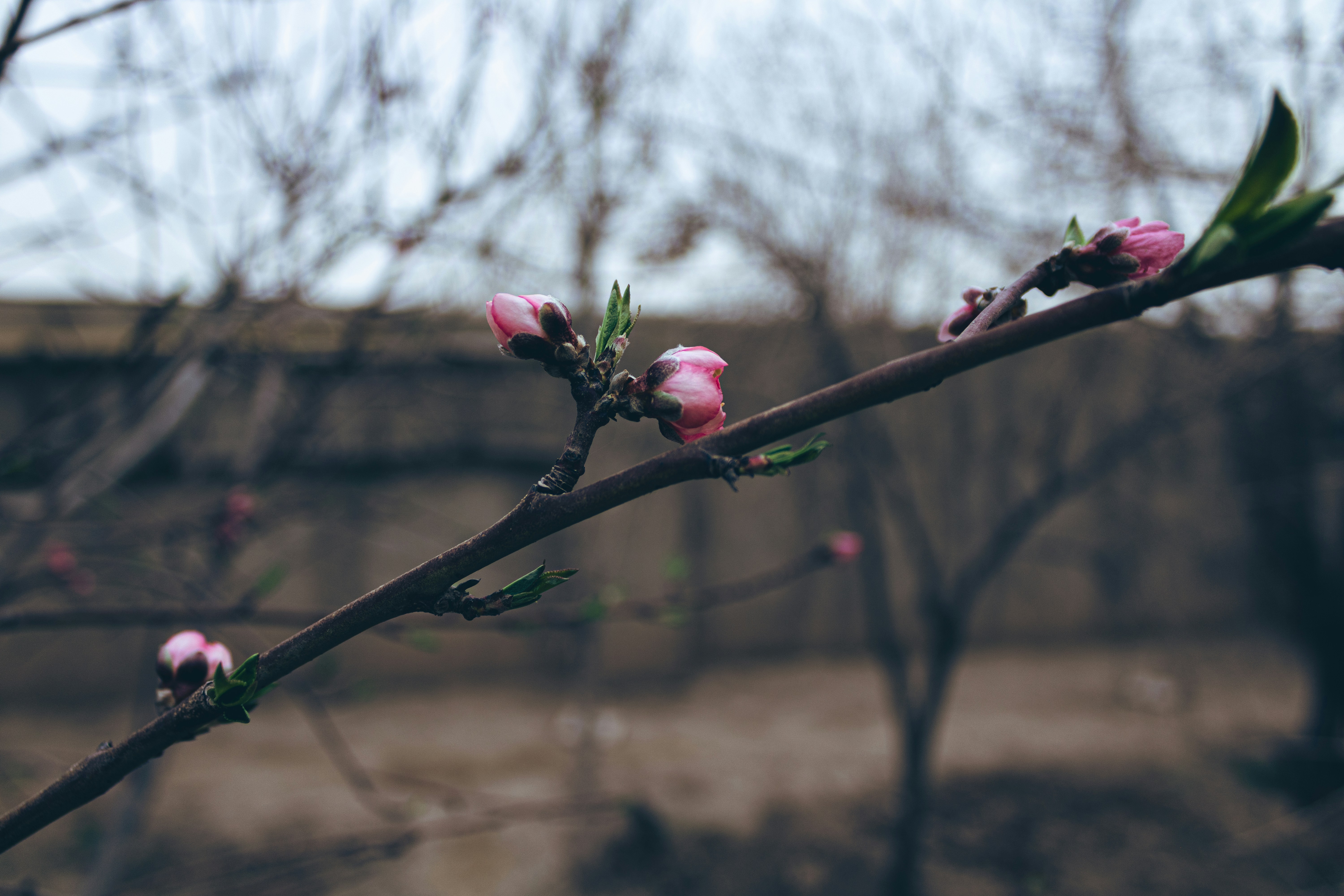 Photo by mohammadelikaei