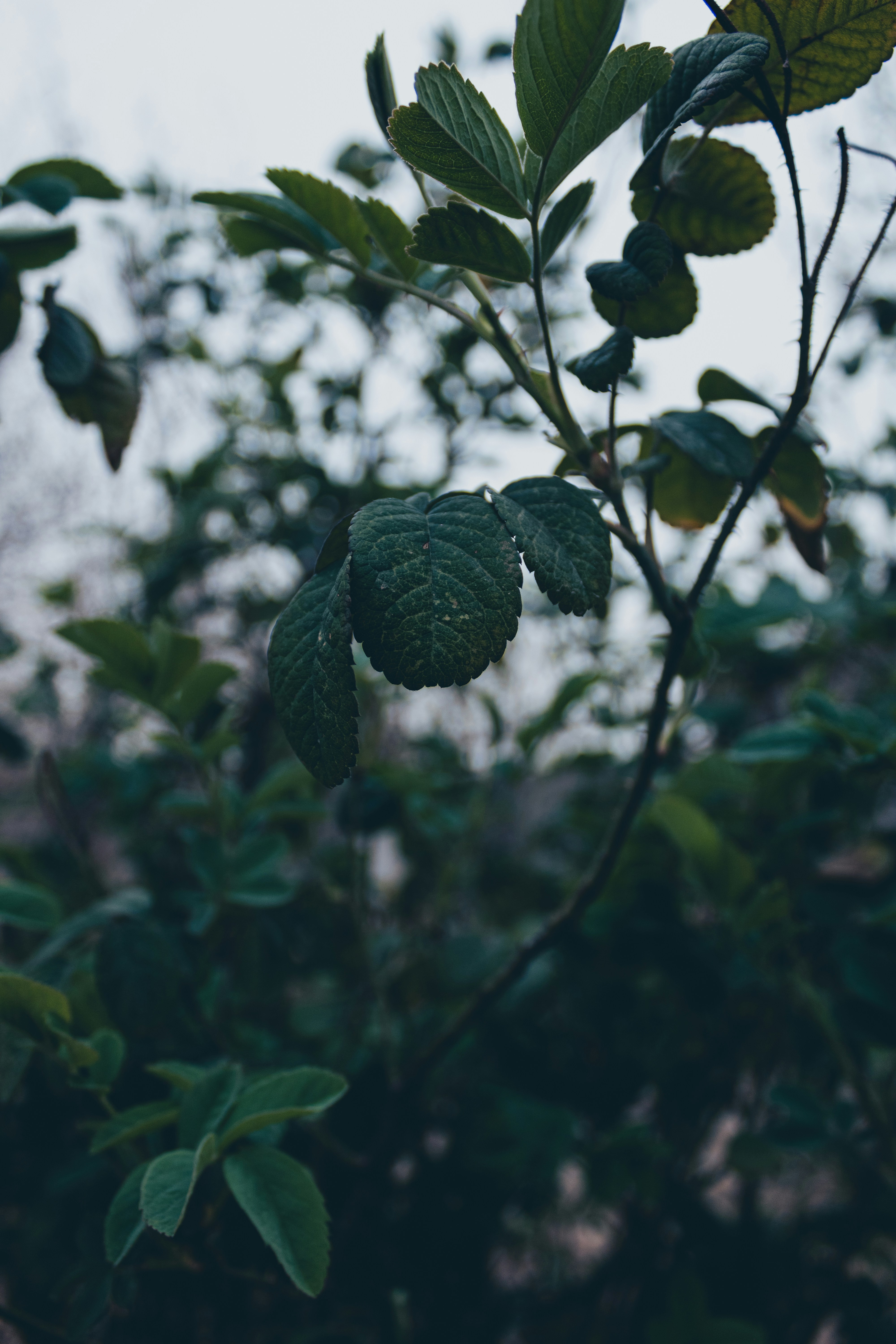 Photo by mohammadelikaei