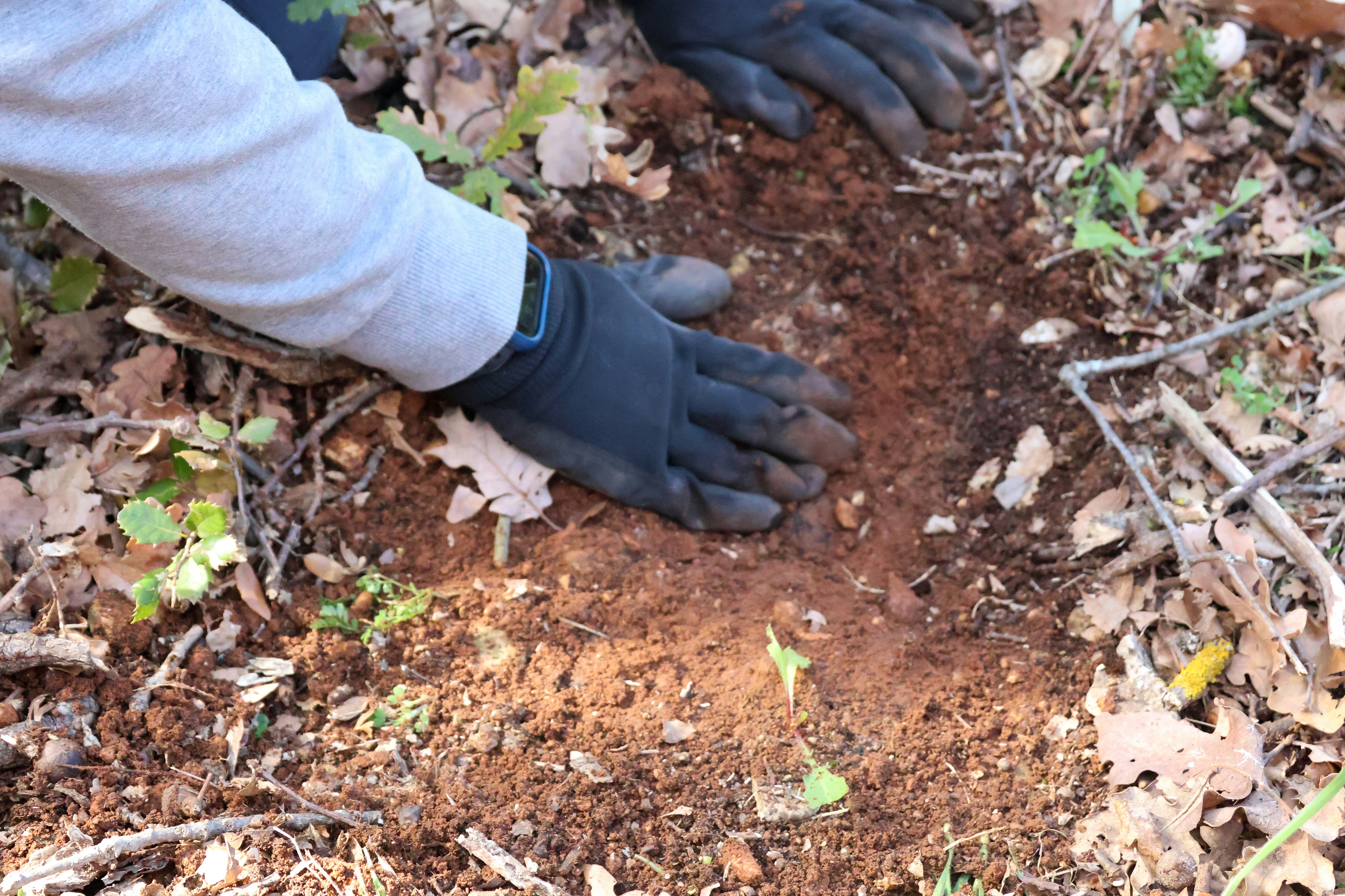 Hands planting seedlings in rich dark soil in a sunlit garden, warm natural lighting