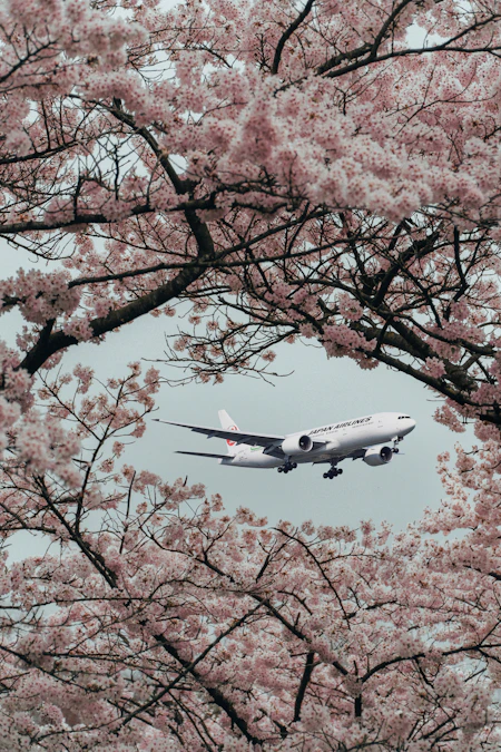 Japan Airlines A350 departing Tokyo with Mt. Fuji visible below the clouds