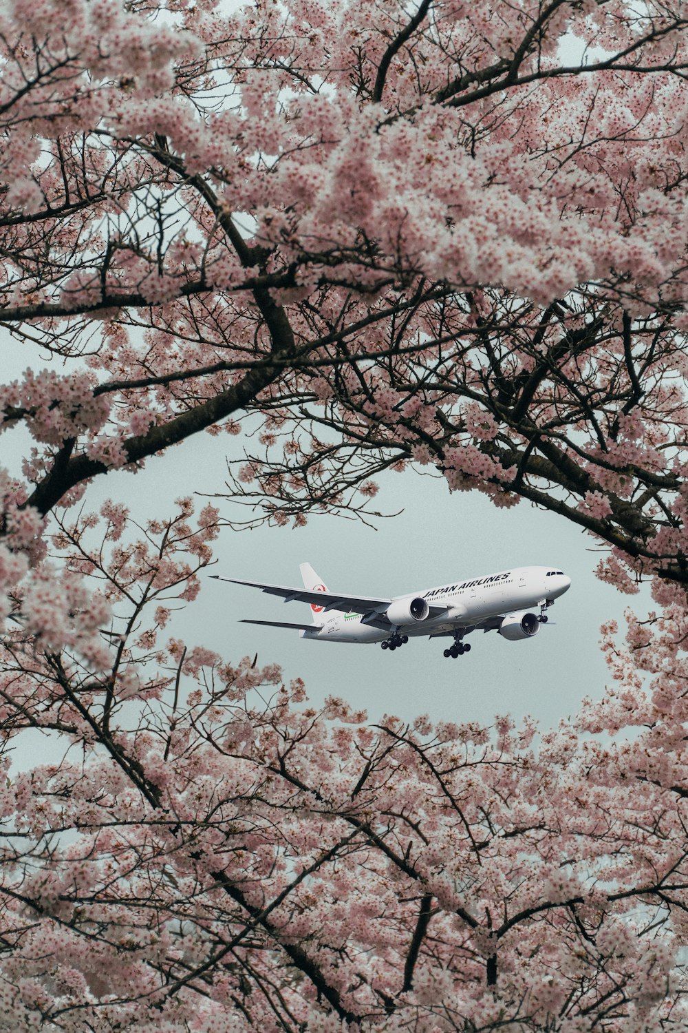 a large jetliner flying over a tree filled with pink flowers