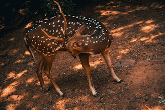 a small deer standing on top of a dirt field