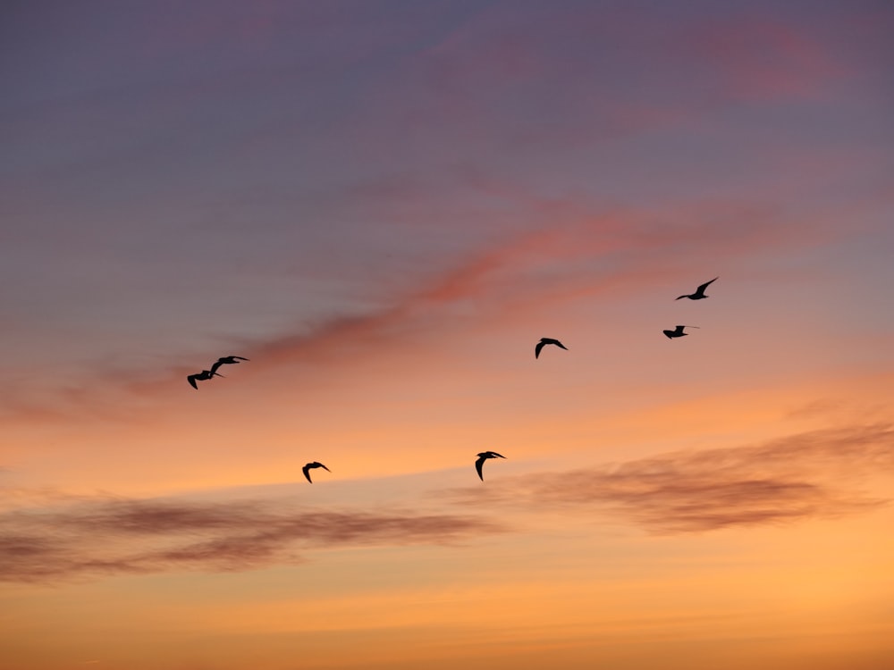 a flock of birds flying in the sky at sunset