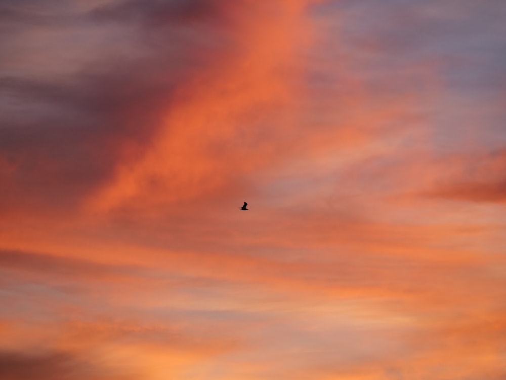 a bird flying in the sky at sunset