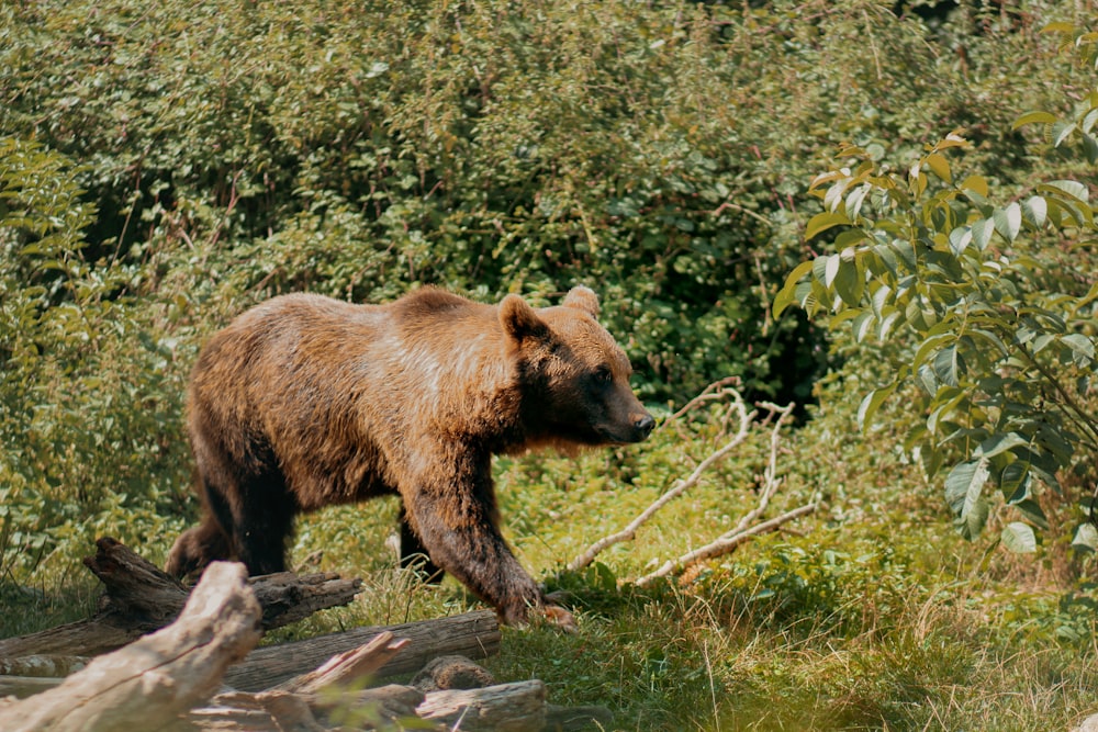 a brown bear walking across a lush green forest