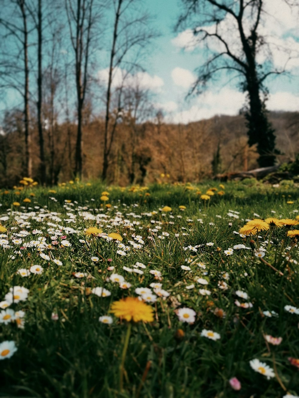a field full of daisies and other flowers