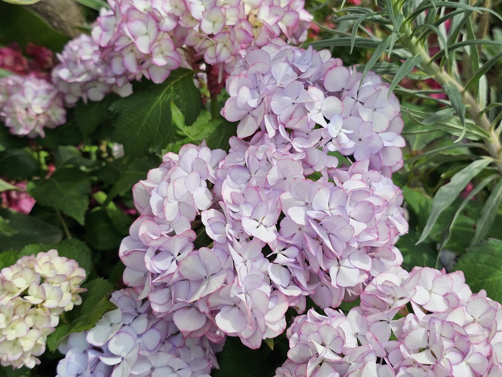 a close up of a bunch of purple flowers