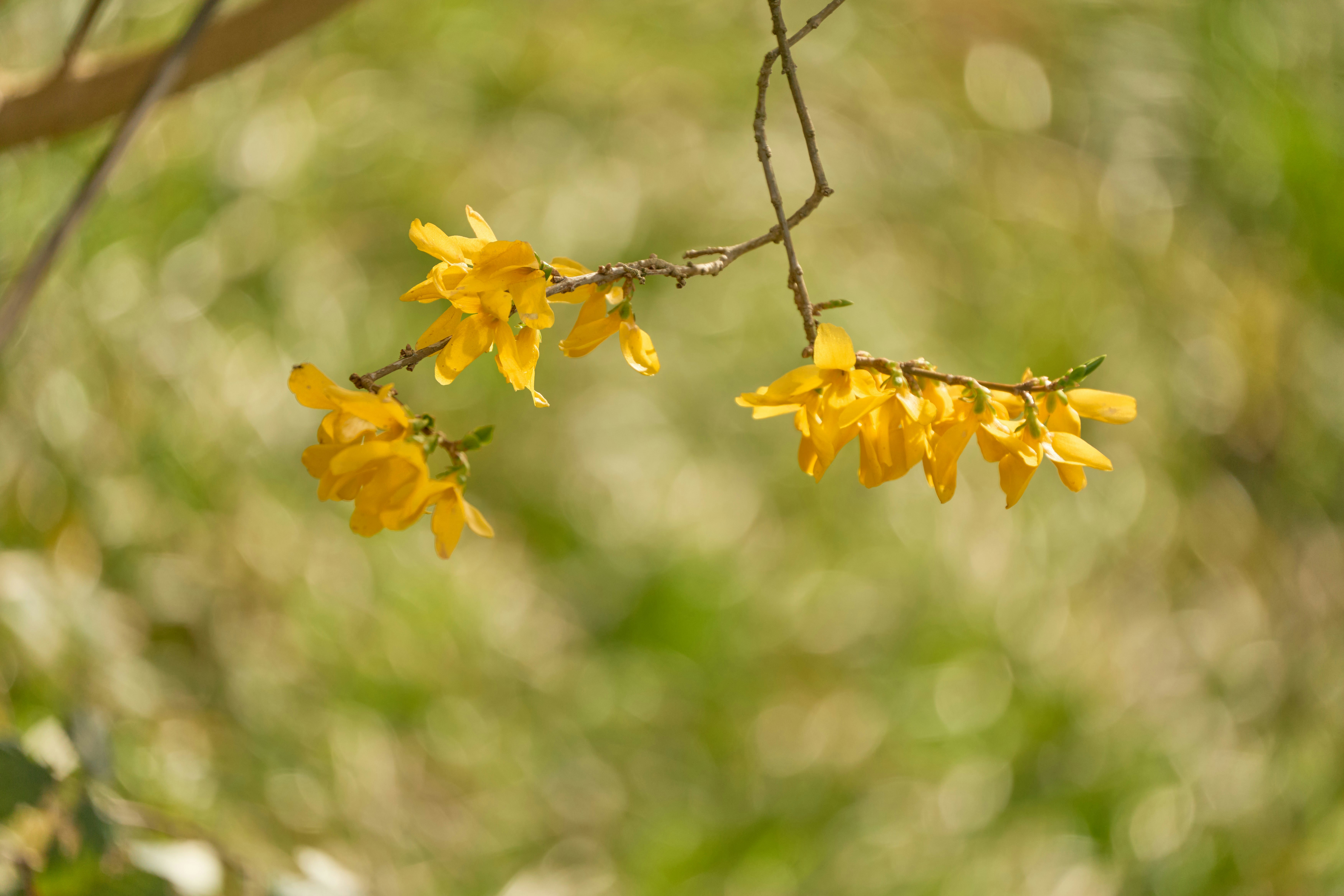 Photo by wolfgang_hasselmann