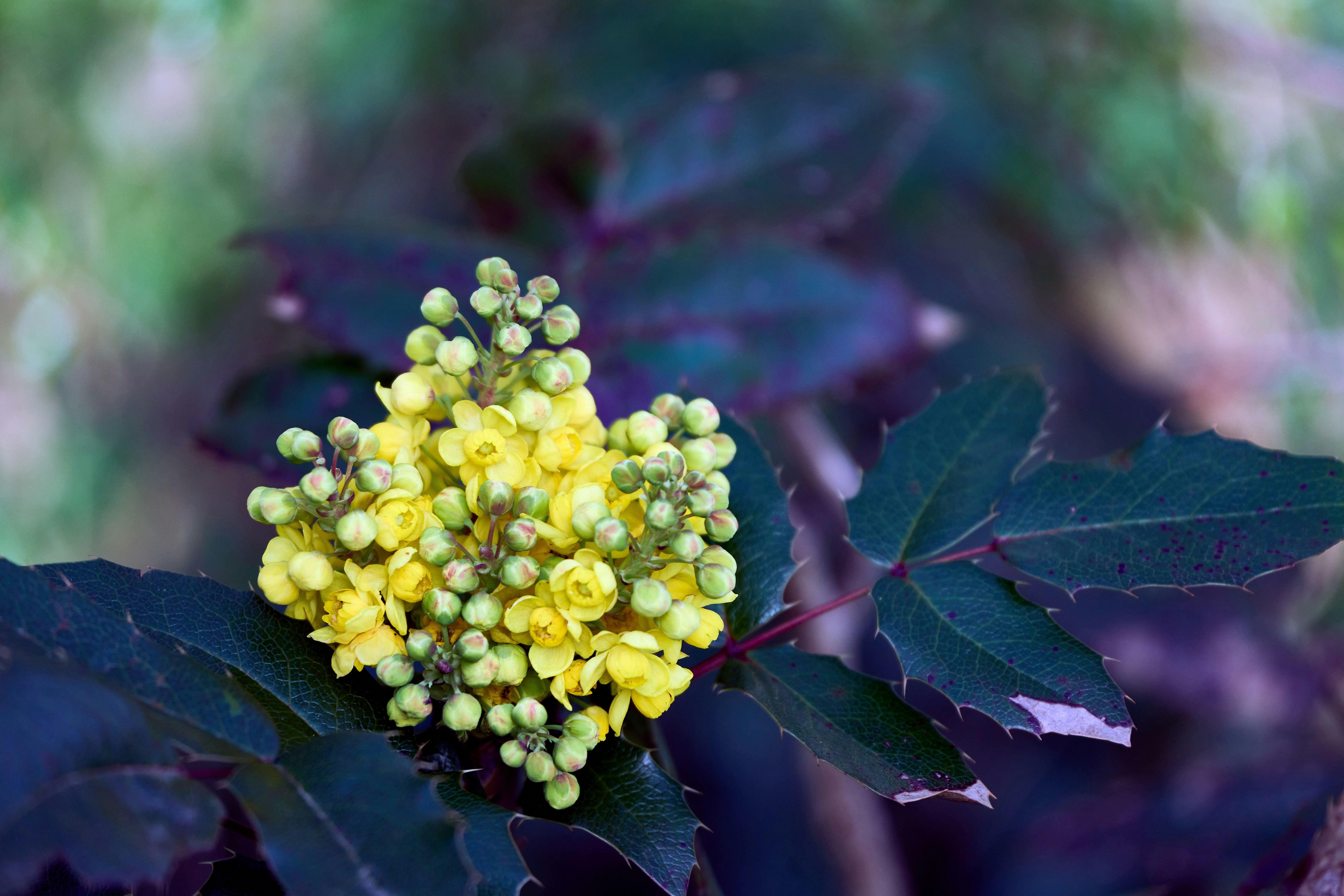 Photo by wolfgang_hasselmann