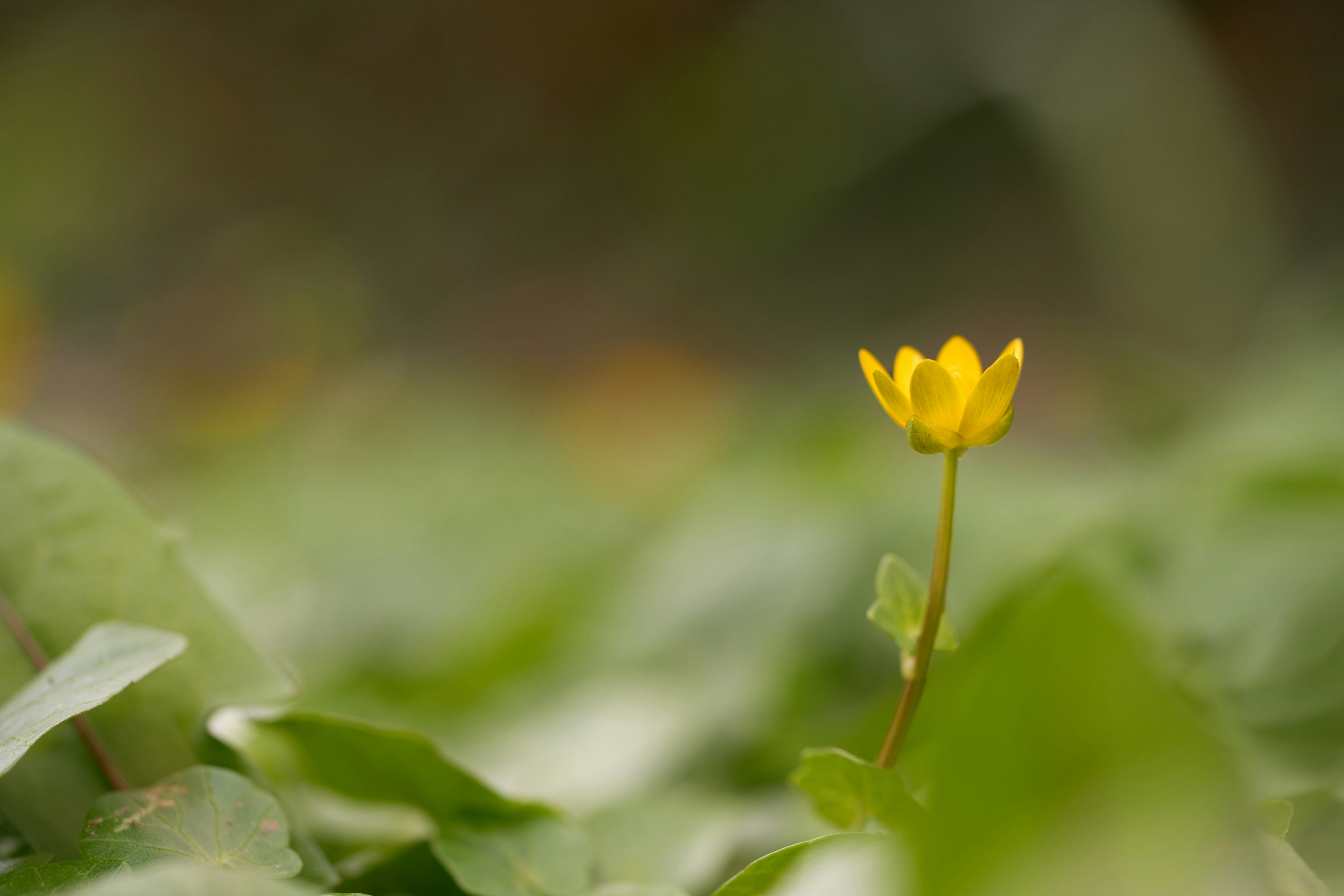 Photo by wolfgang_hasselmann