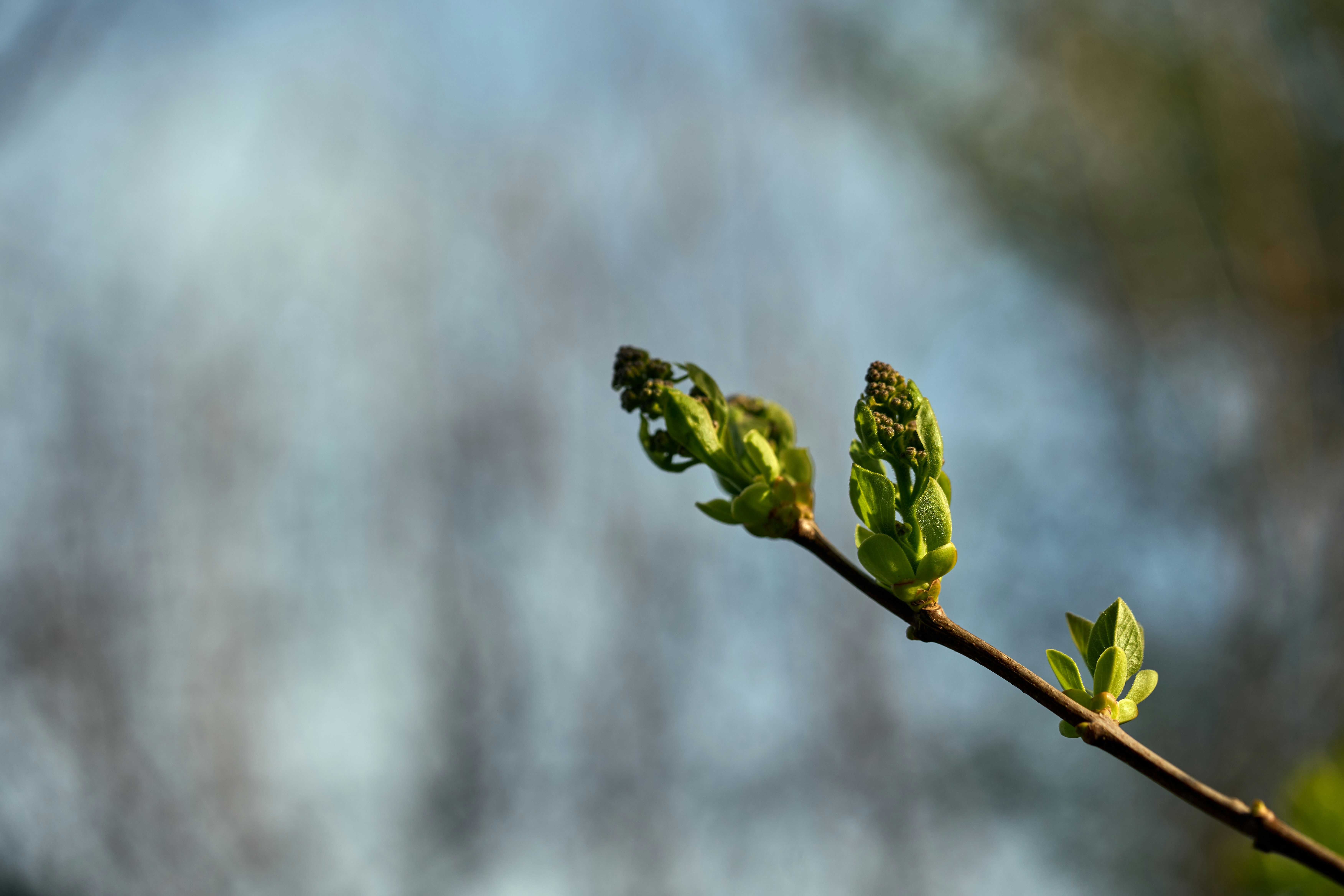 Photo by wolfgang_hasselmann