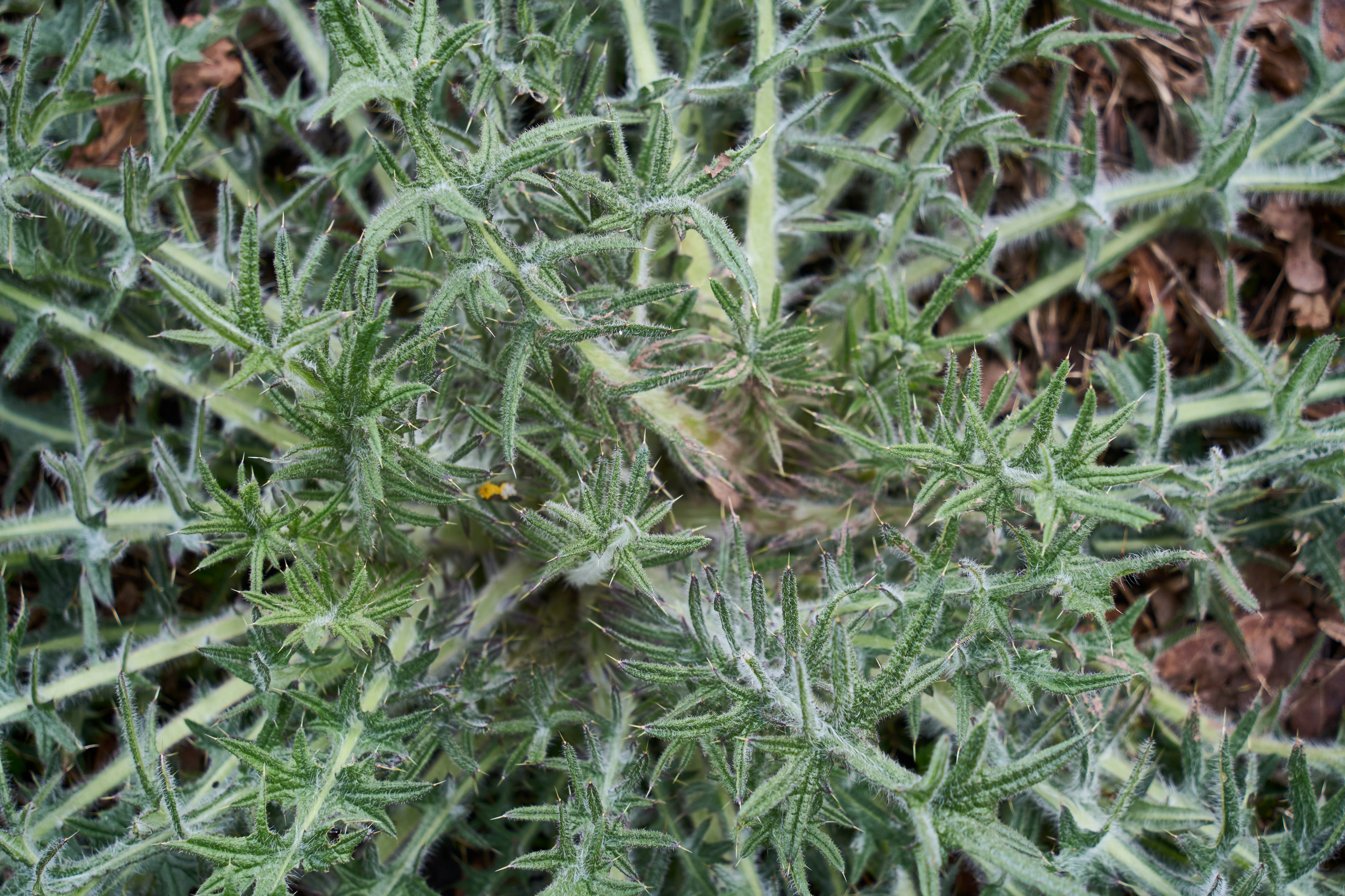 Photo by wolfgang_hasselmann