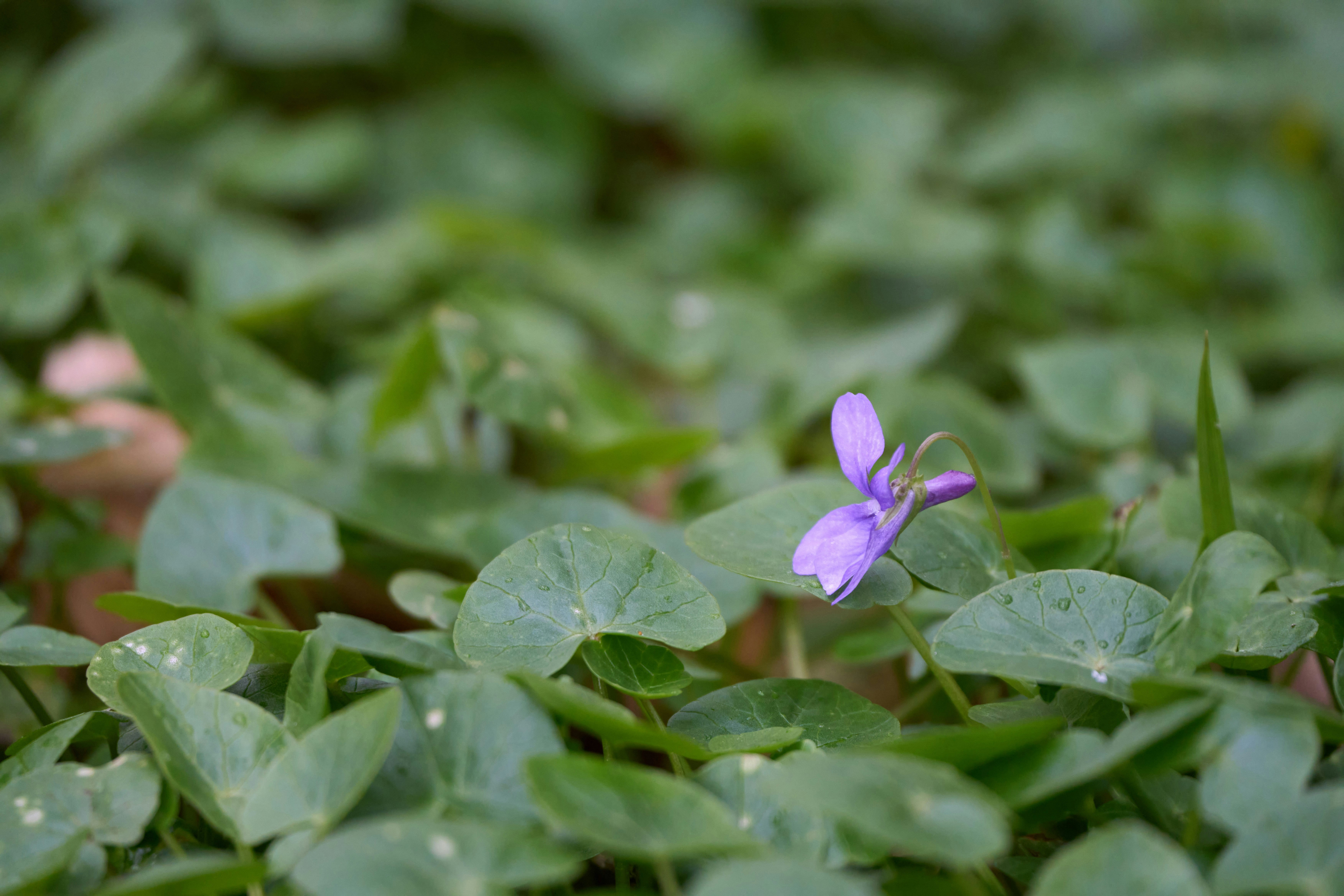 Photo by wolfgang_hasselmann