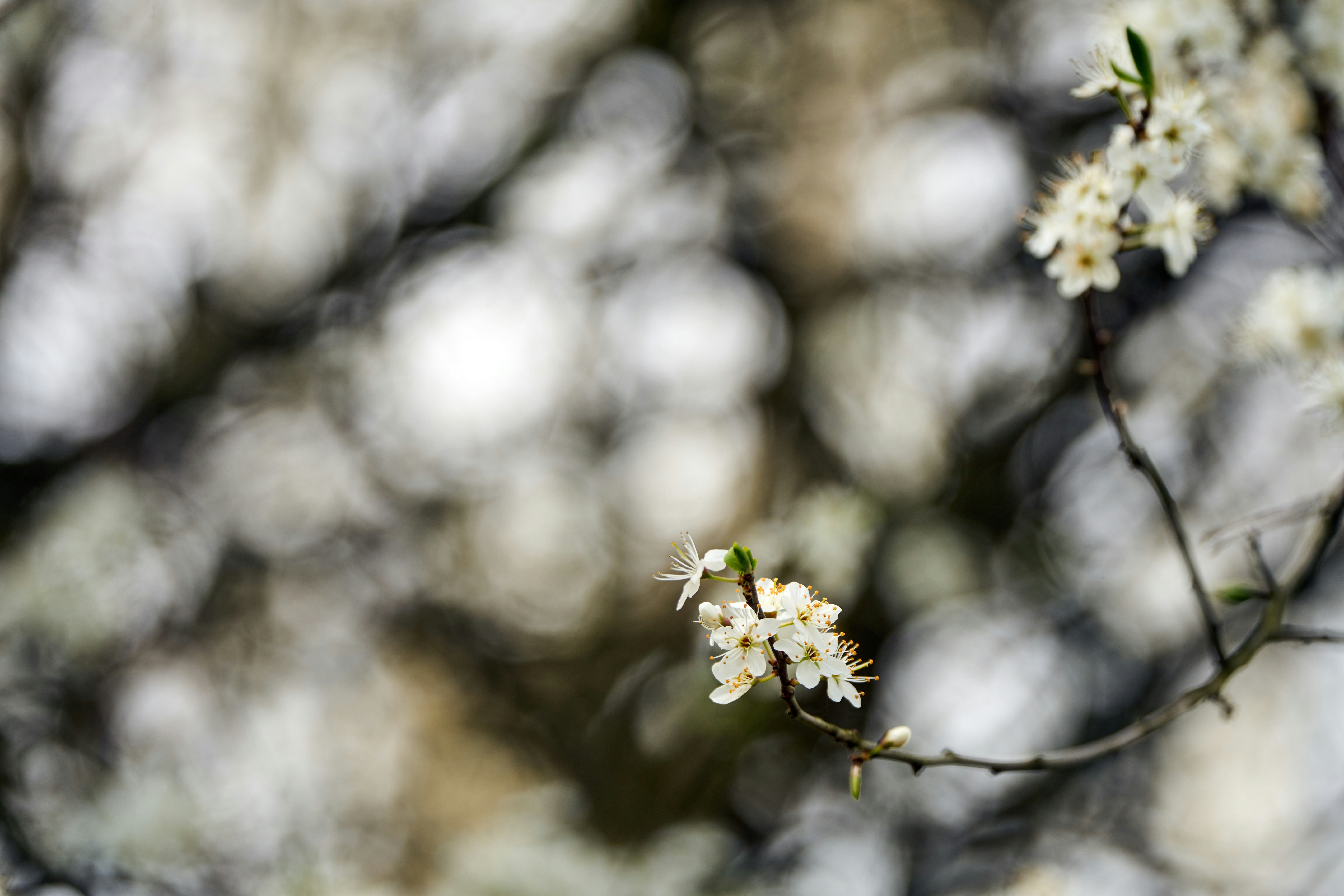 Photo by wolfgang_hasselmann