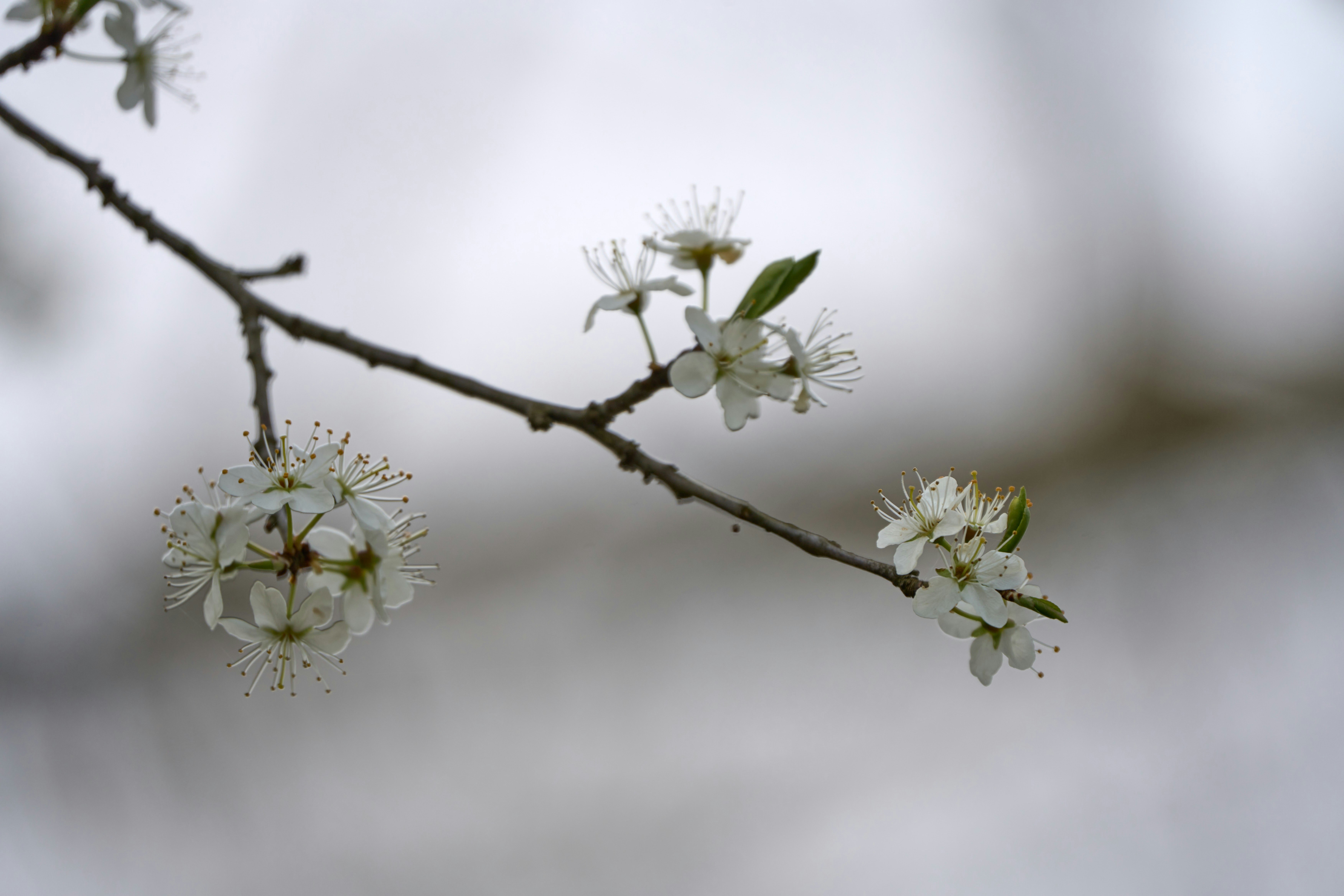 Photo by wolfgang_hasselmann