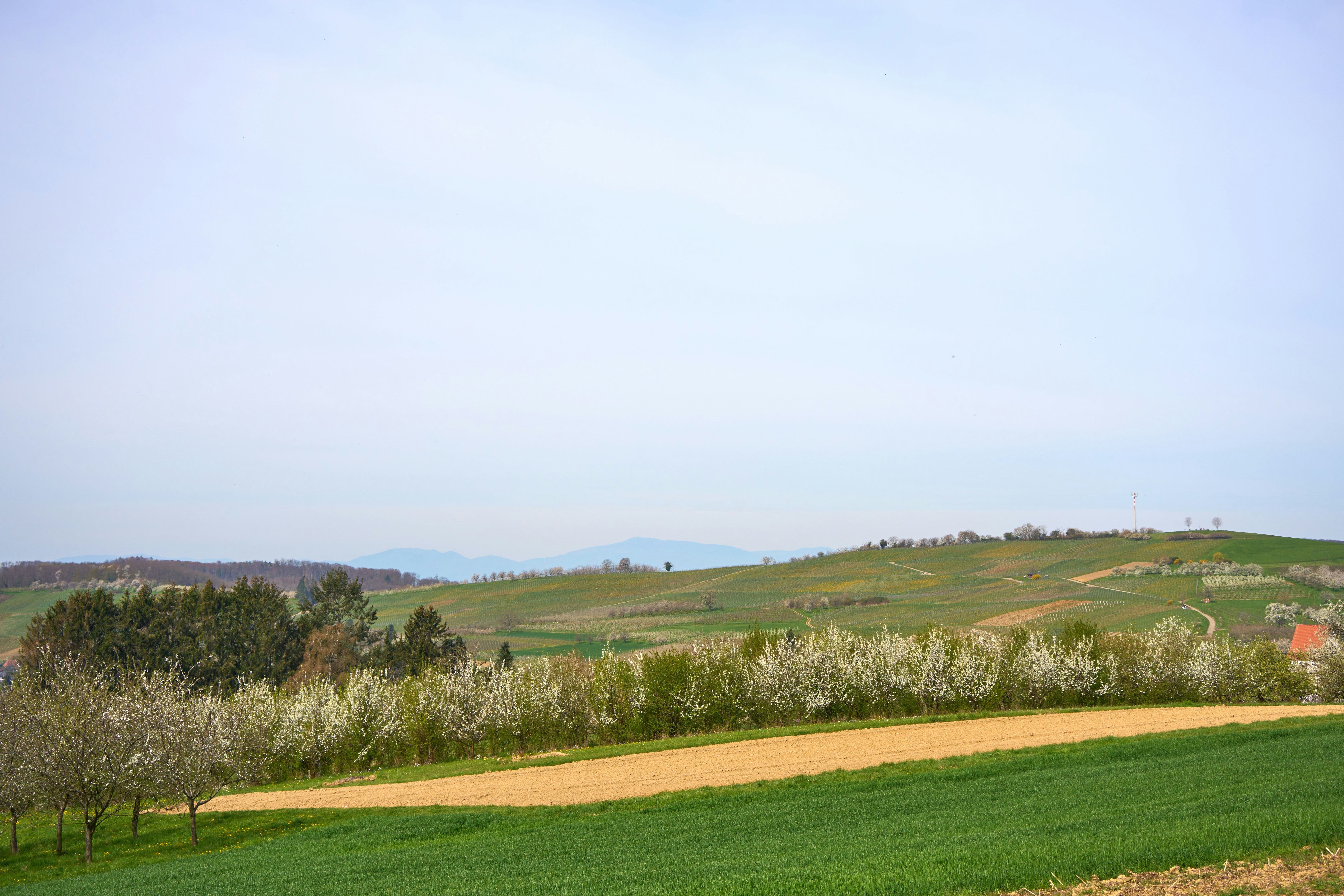 Photo by wolfgang_hasselmann