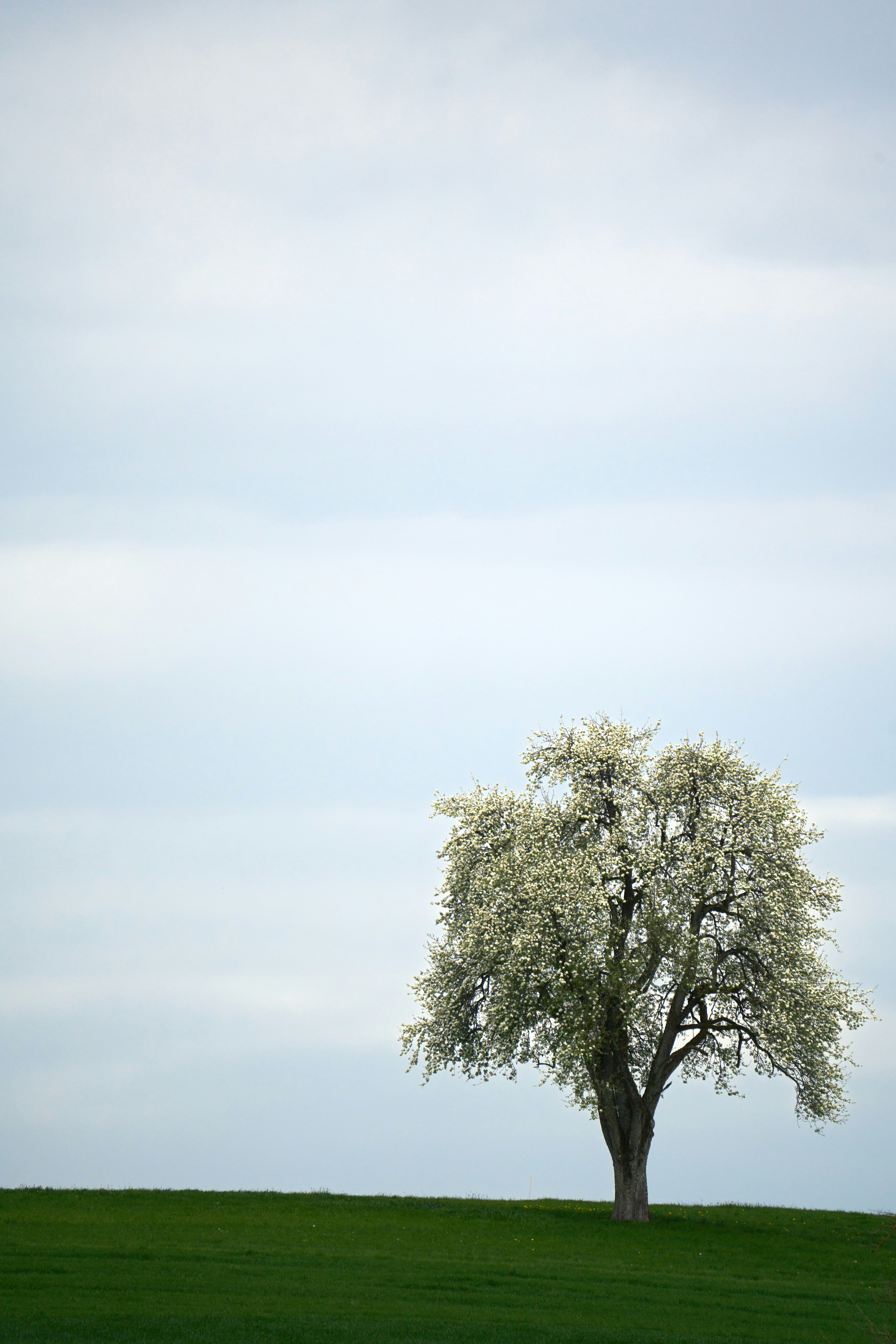 Photo by wolfgang_hasselmann