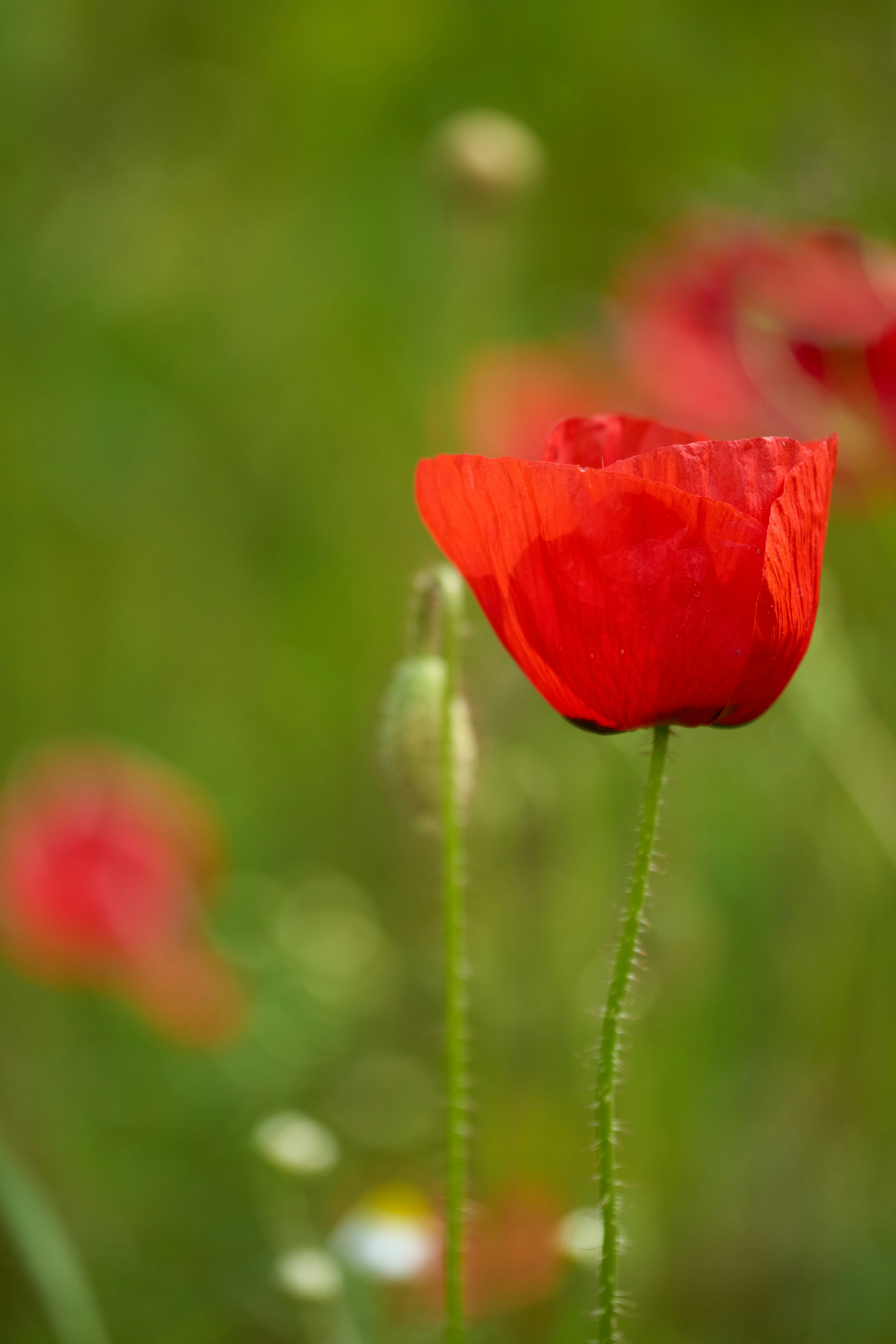 Photo by wolfgang_hasselmann