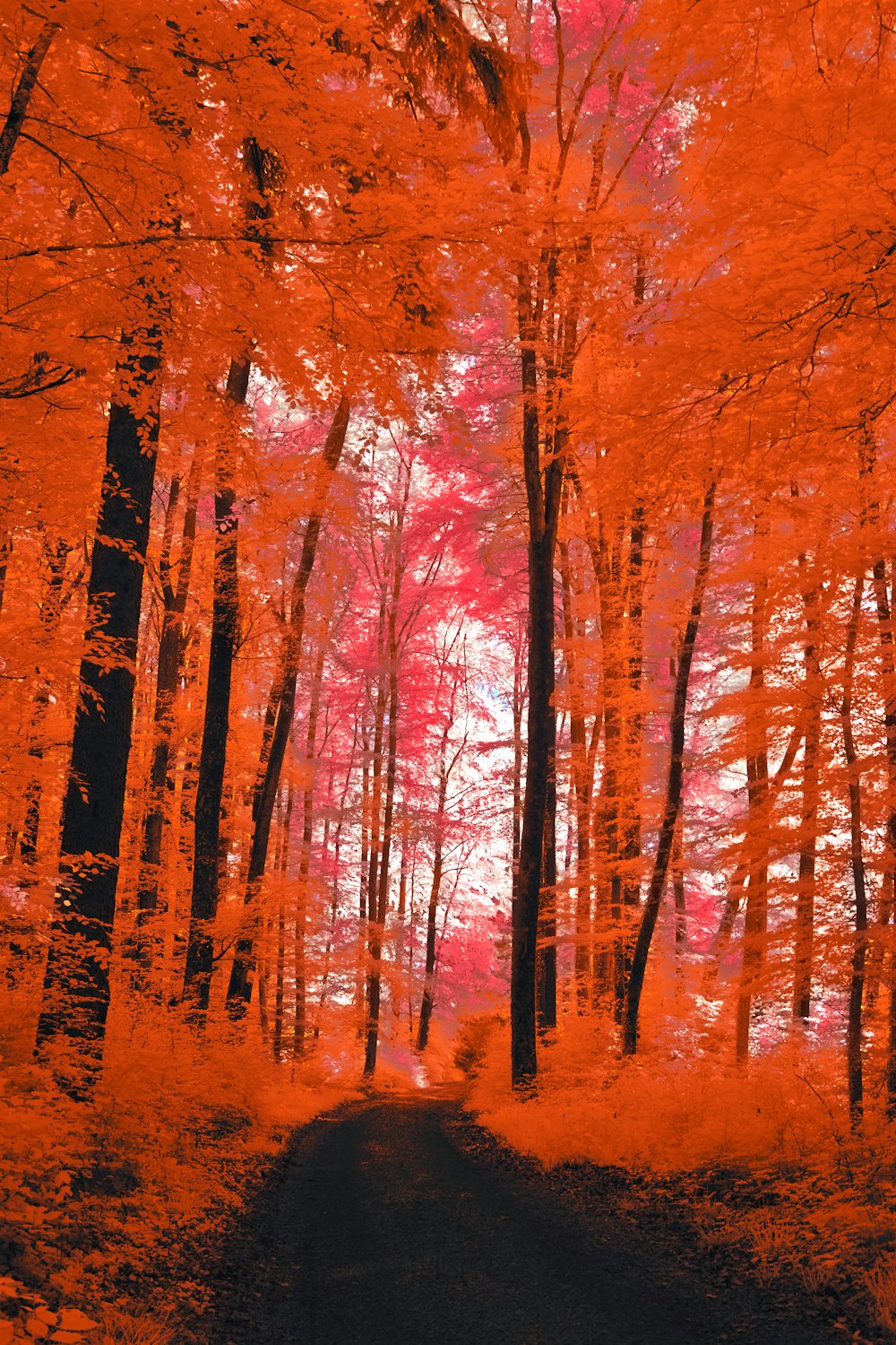 an infrared image of a road in the woods