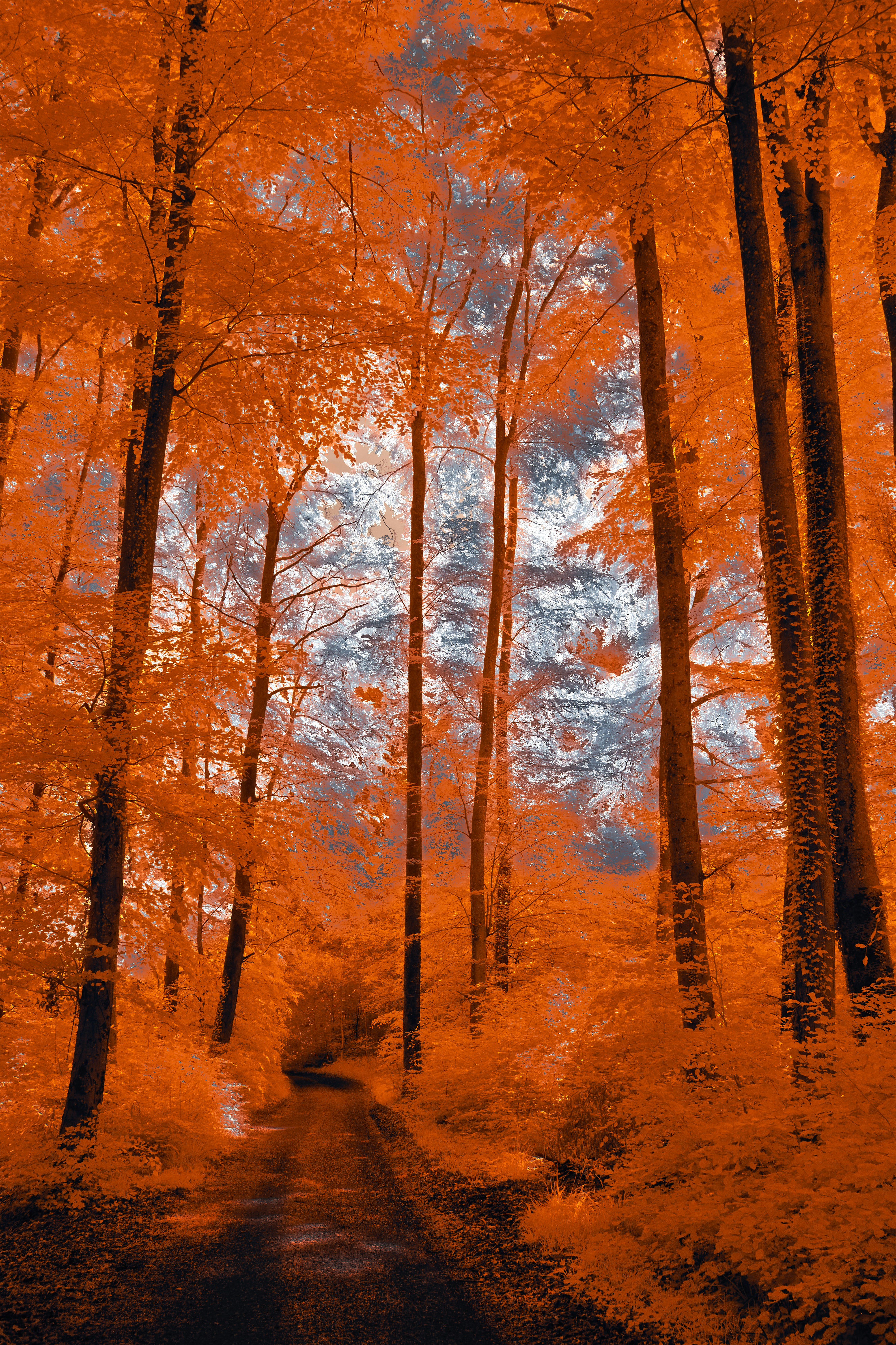 Photo by wolfgang_hasselmann