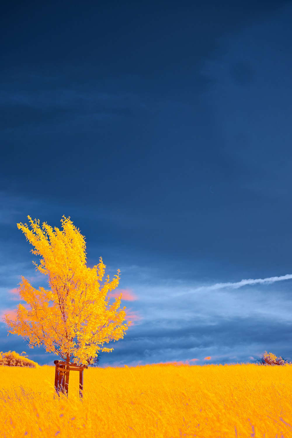 a lone tree stands in a field of tall grass