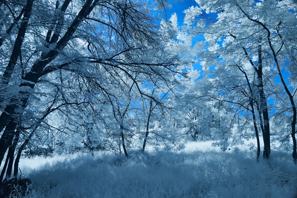 ein blau-weißes Foto von Bäumen und Gras