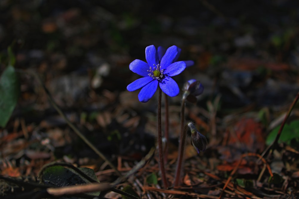a blue flower is growing in the woods