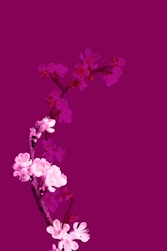 a vase filled with pink flowers on top of a table