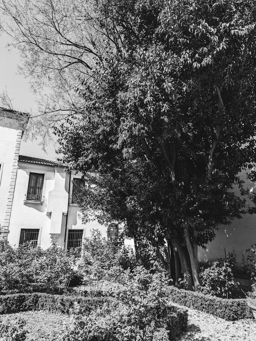 uma foto em preto e branco de uma casa e uma árvore