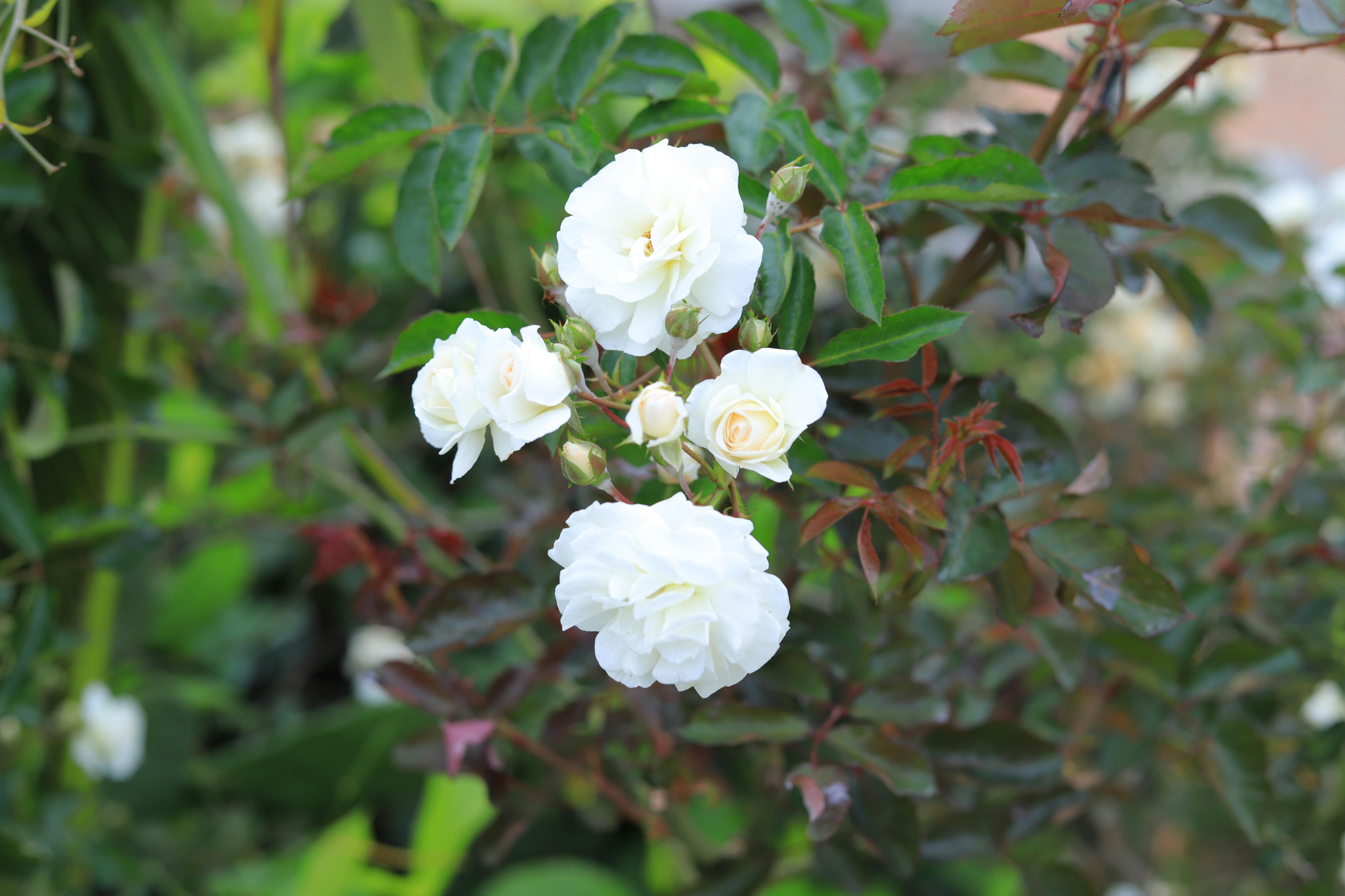 Photo by clintonmwebaze