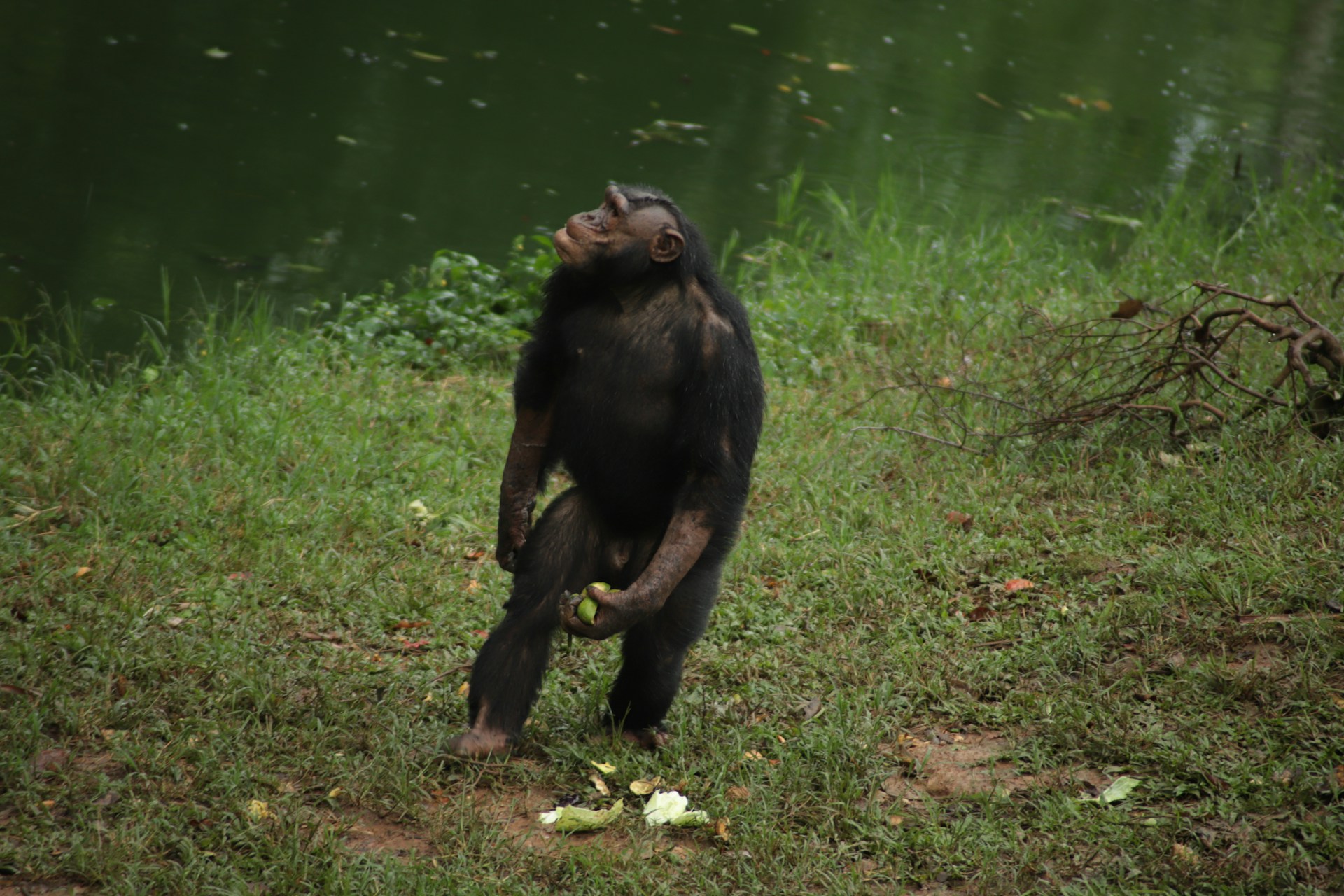 a monkey standing on its hind legs in the grass