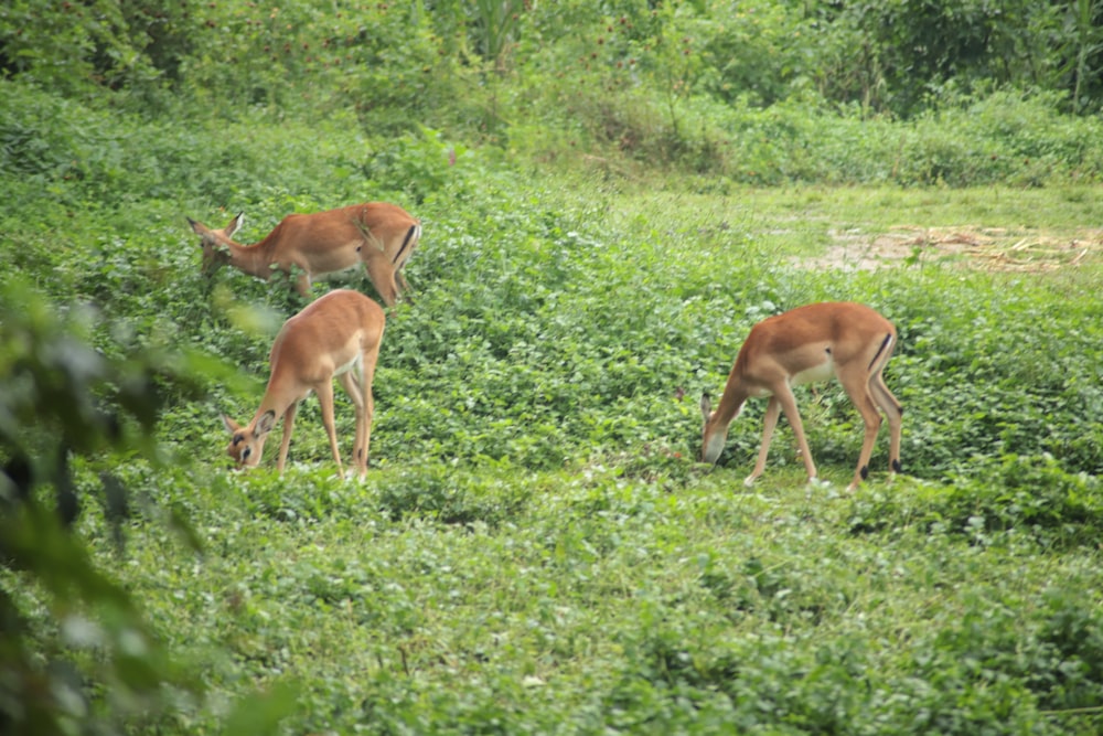 a couple of deer standing on top of a lush green field