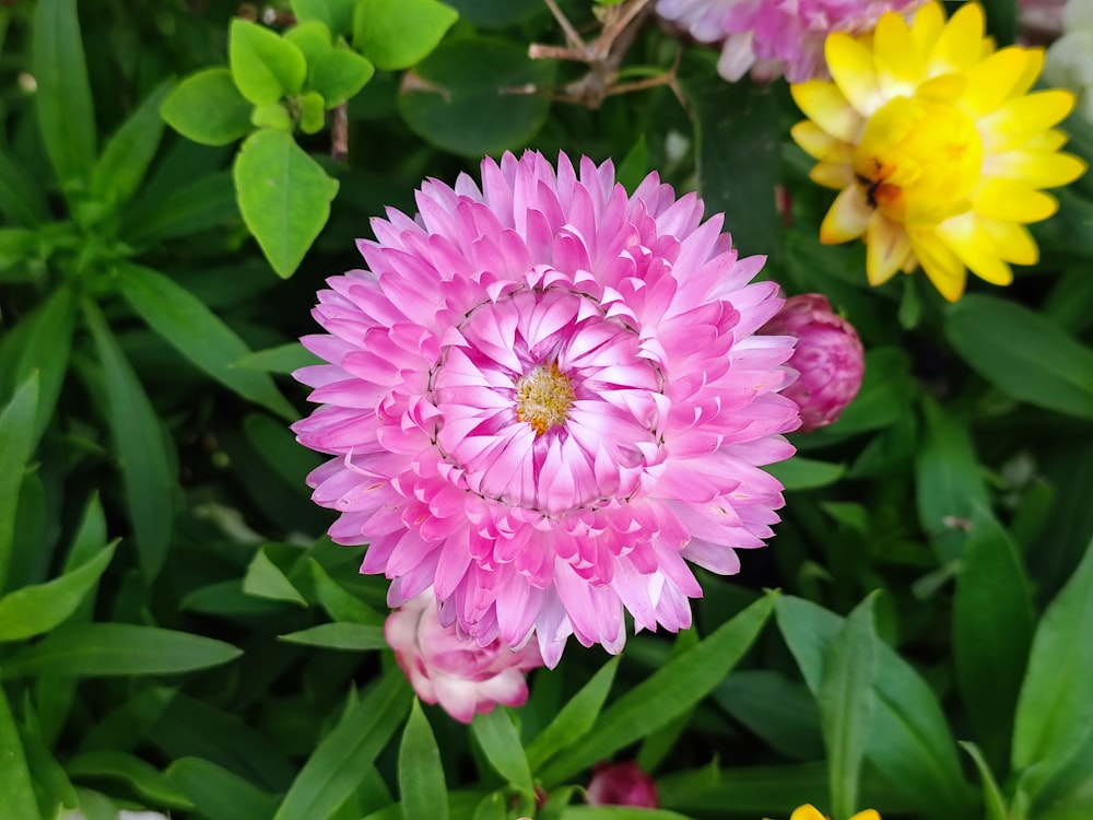 a bunch of flowers that are in the grass