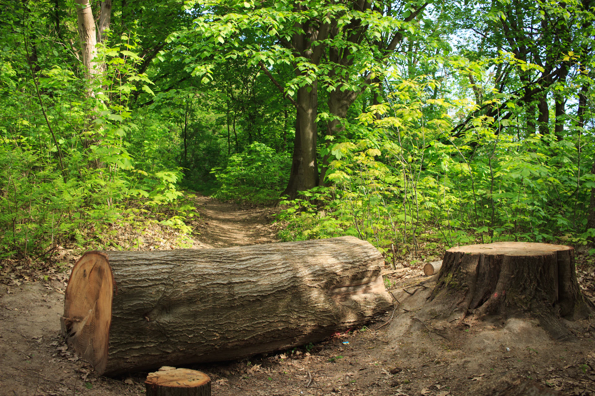 a large log sitting in the middle of a forest