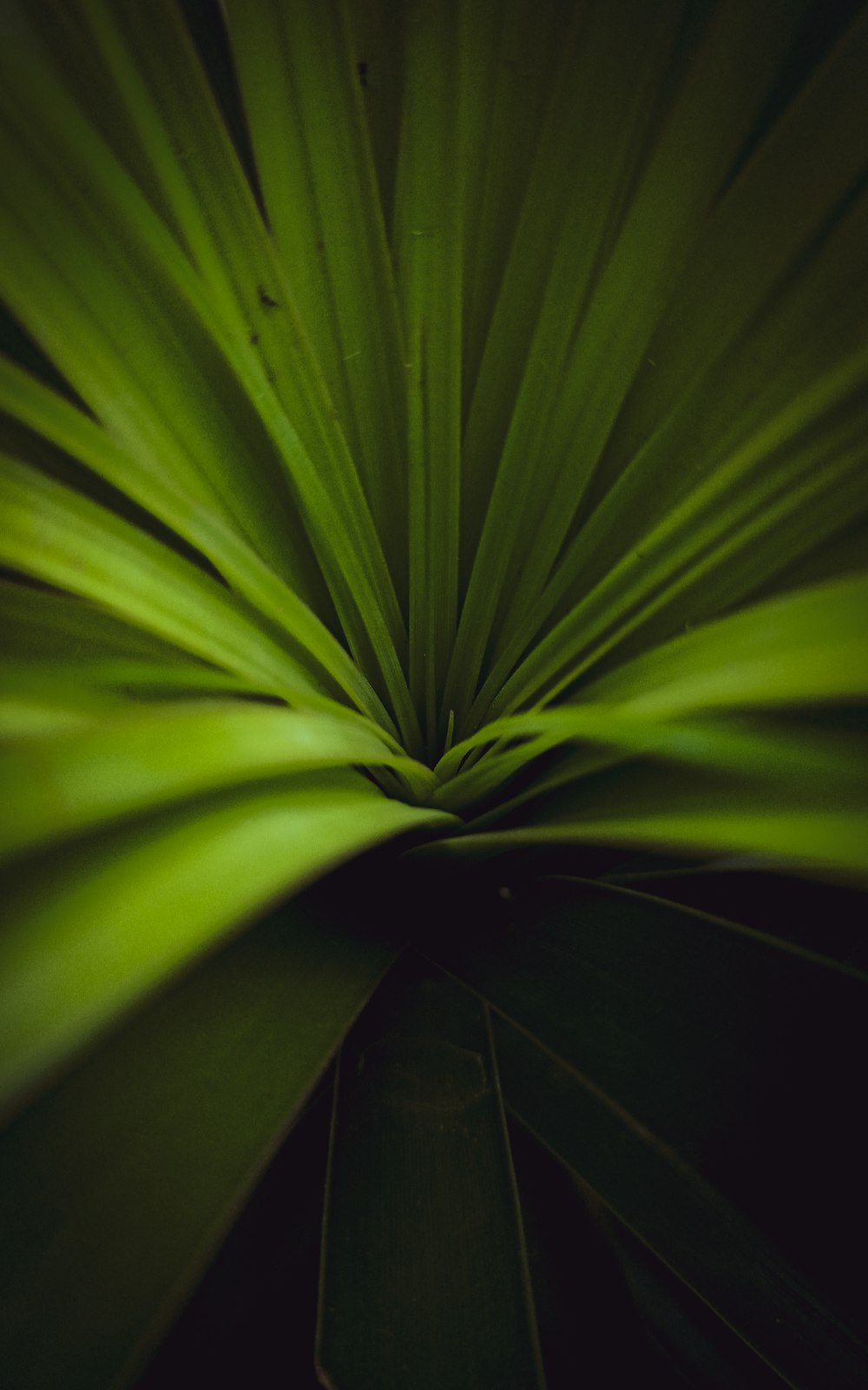 a close up view of a green leaf