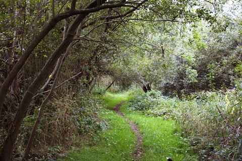 a path in the middle of a wooded area