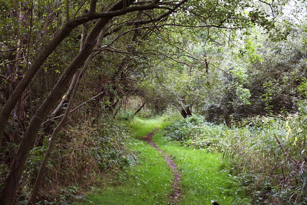 a path in the middle of a wooded area