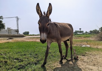 a donkey standing in a field with a sky background