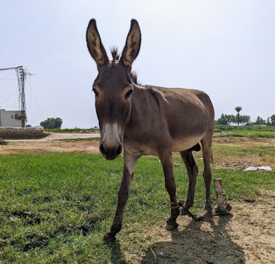 a donkey standing in a field with a sky background