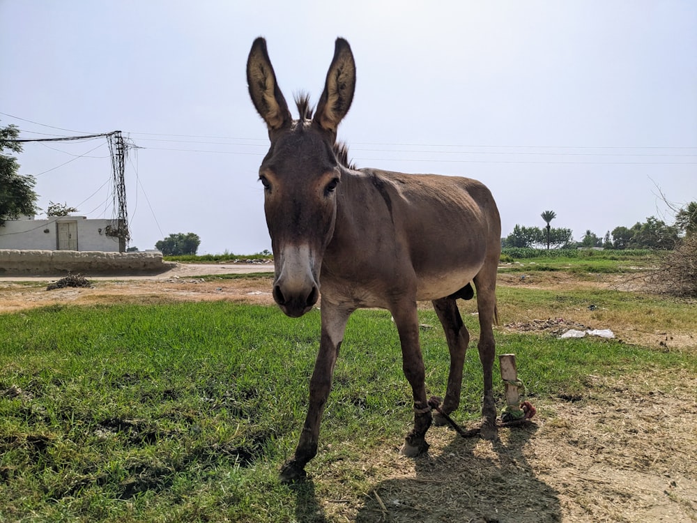 ein Esel, der auf einem Feld mit einem Himmelshintergrund steht