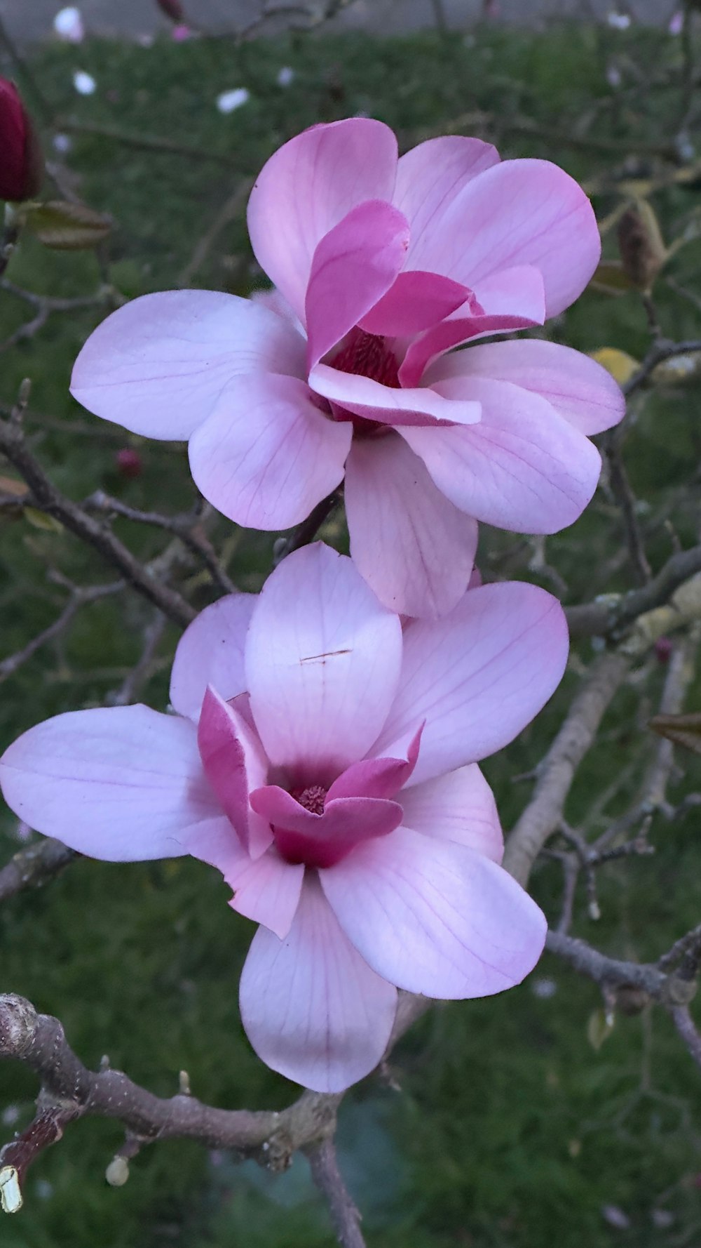 a couple of pink flowers on a tree