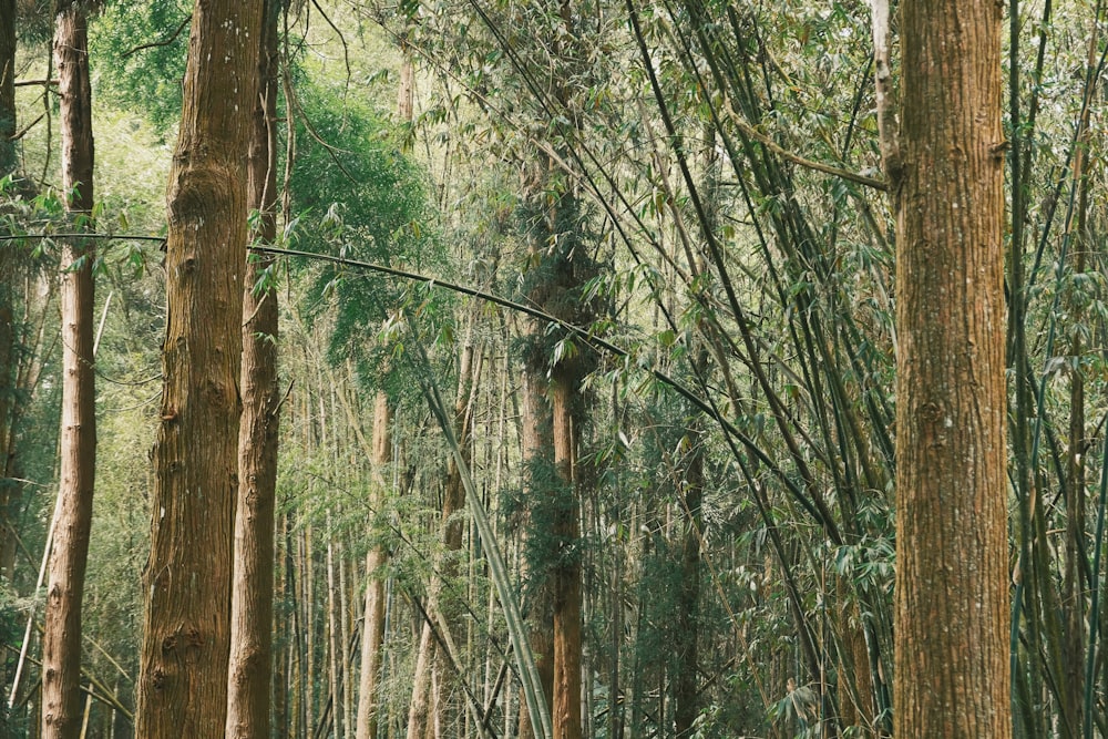 a forest filled with lots of tall trees