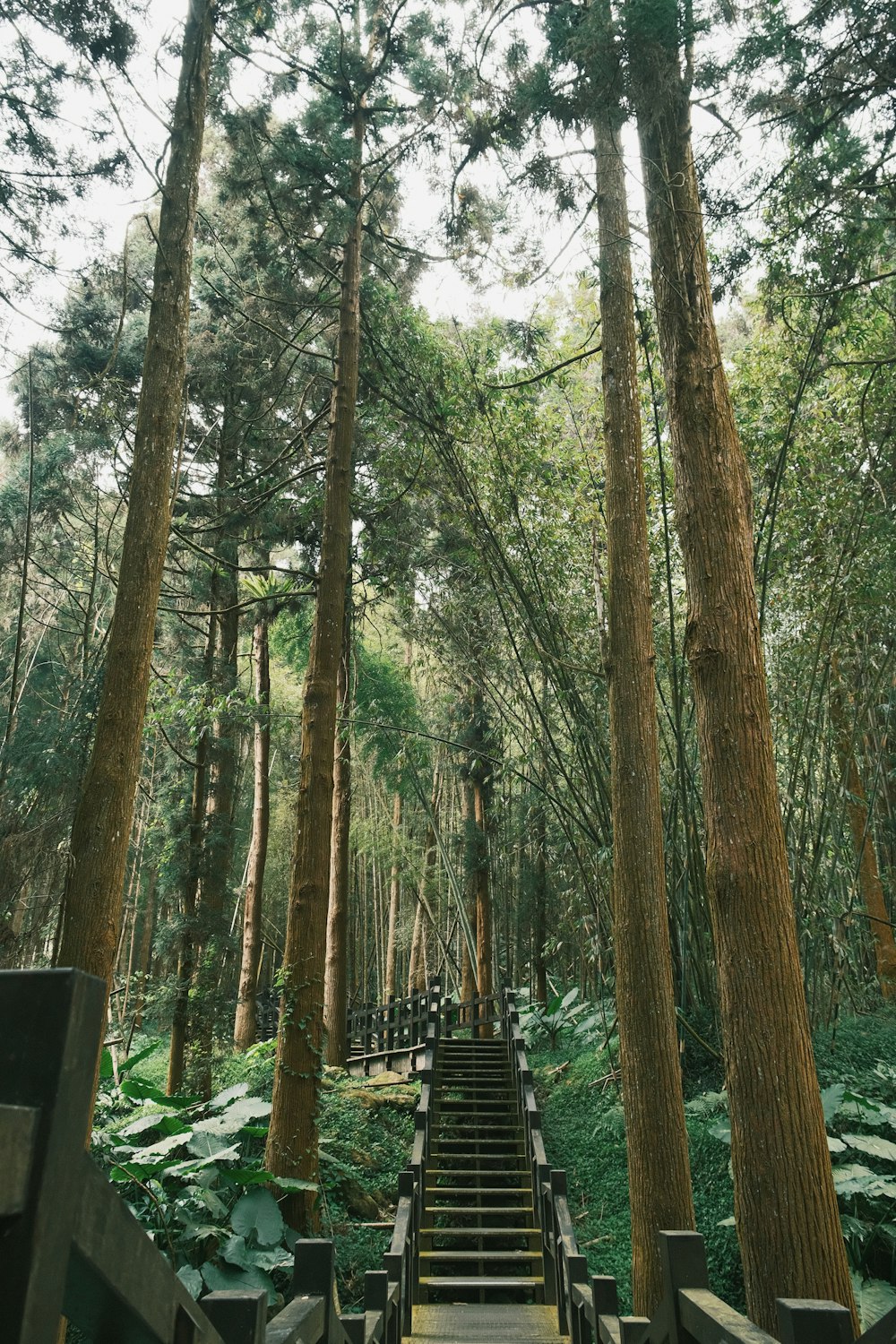 a set of stairs in the middle of a forest