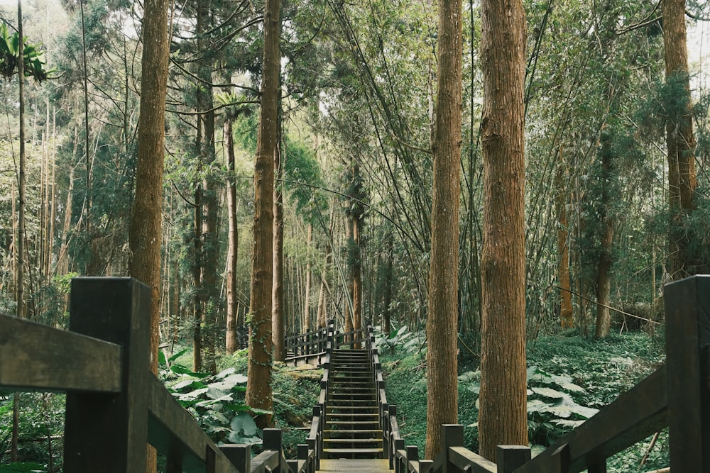 a set of stairs in the middle of a forest