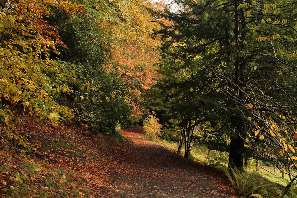 a dirt road surrounded by trees and leaves