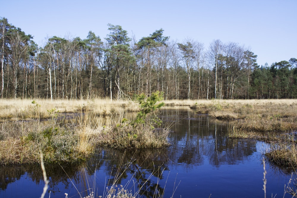 a small pond surrounded by tall grass and trees